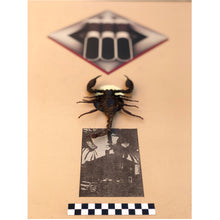Load image into Gallery viewer, Untitled
